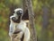 Mother and Baby Sifaka Lemur