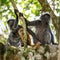 Mother and baby of silvered leaf langur monkey