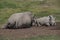 Mother and baby Southern White Rhino on a dirt mound resting