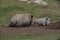 Mother and baby Southern White Rhino sleep on a dirt mound