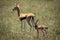 Mother and baby Thomson gazelle in grass