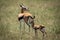 Mother and baby Thomson gazelle on grass