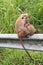 Mother and baby Toque Macaque monkeys in upcountry Sri Lanka