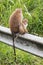 Mother and baby Toque Macaque monkeys in upcountry Sri Lanka