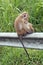 Mother and baby Toque Macaque monkeys in upcountry Sri Lanka