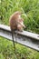 Mother and baby Toque Macaque monkeys in upcountry Sri Lanka