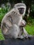 Mother and baby vervet monkeys in loving embrace, South Africa