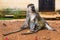 Mother and baby Vervet monkeys, Uganda
