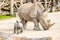 Mother and baby White Rhino. Auckland Zoo Auckland New Zealand