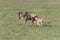 mother and baby wildebeest running together