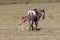 mother and baby Wildebeest walking