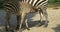 Mother baby zebra