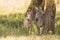 Mother and baby zebra side-by-side in shade