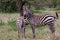 Mother and baby Zebra in Tanzania