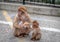 Mother Barbary Macaque with her baby child.