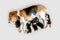 Mother beagle feeding puppies