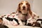 Mother beagle with it`s puppies