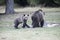Mother bear and bear whelp outcoming from the forest in Romania