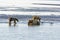 Mother Bear and Cubs on a Tidal Flat