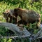 Mother Bear Growls at Bear Cub