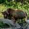 Mother Bear Growls and Swats at Bear Cub