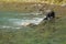 Mother bear helping her cub stucked in river