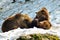 Mother bear suckling cubs