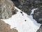 Mother bear and two cubs climb through deep snow in the rocky mountains