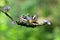 A mother bird feeds her chicks perched on a tree branch in the forest