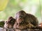 Mother bird sitting in the nest with her  baby birds, close up,blur background