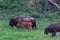 Mother Bison and Babies