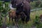 Mother Bison Hugging Baby