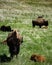 Mother Bison watch over their young