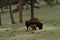 Mother Bison With Young