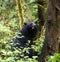 Mother black bear