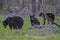 A mother Black Bear has three cubs to look after.