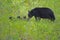 Mother Black Bear nudges her three little babies along.