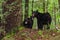 Mother Black Bear and two Cubs Cades Cove GSMNP