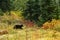 Mother black bear walking through the forest in autumn in Mount Rainier National Park