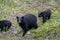 Mother blackbear and her cubs coming down the hill.