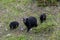 Mother blackbear and her cubs coming down the hill.