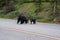 Mother blackbear and her two cubs crossing the road.