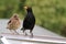 Mother Blackbird and Fledgling