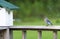 Mother Bluebird brings insect to her birdhouse.