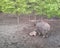 Mother boar with its baby in the forest of South Moravia