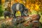 Mother boar with young, foraging in rotten wood