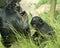 A Mother Bonobo and Her Baby