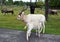 Mother breast-feed her baby Addax,