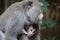 Mother breastfeeding baby monkey