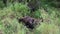 Mother brown bear with four spring cubs napping in tall grass, Katmai National Park, Alaska